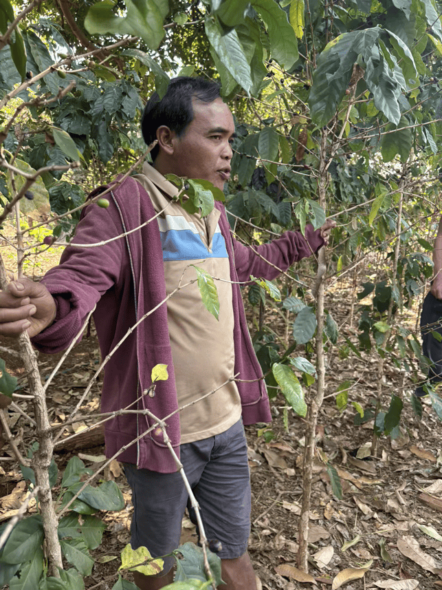 vieng dans sa plantation au laos boloven