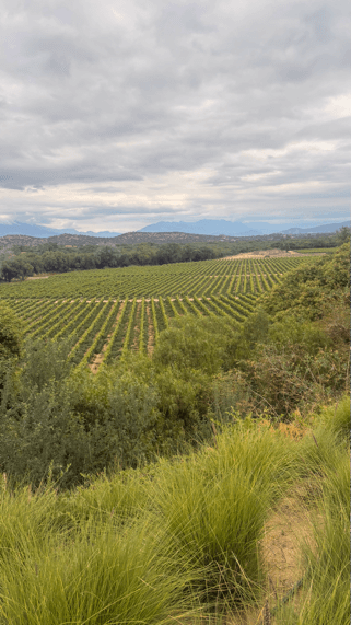 casa real tarija vignes
