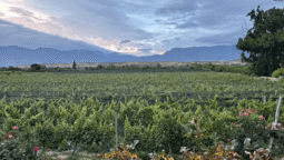 ruta del vino vignoble tarija