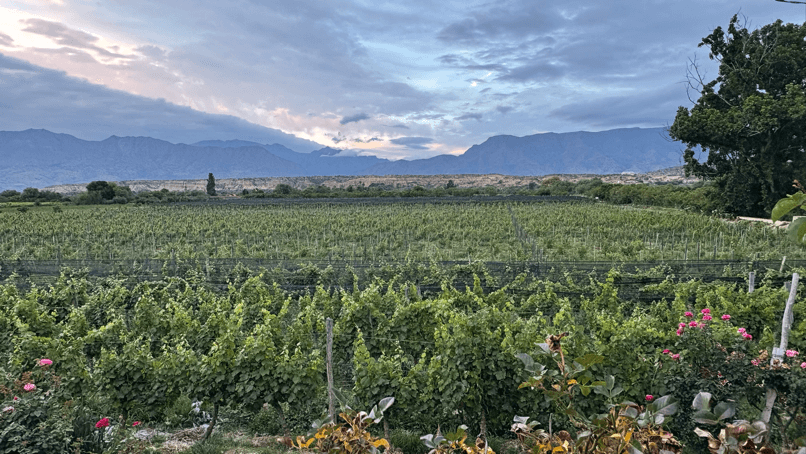ruta del vino vignoble tarija
