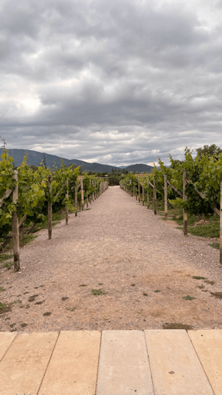 campos-de-solana tarija vignes