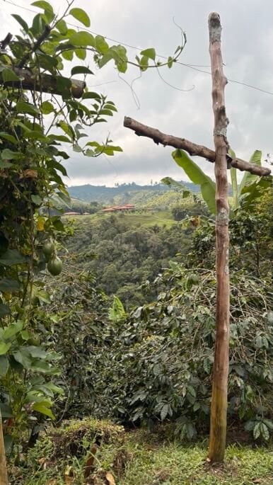 vue finca agua bonita filandia
